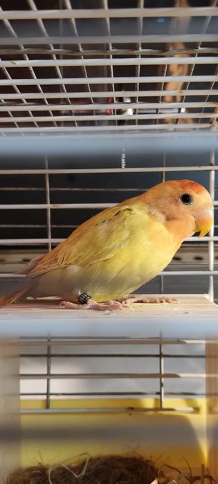 Agapornis criados a mão 2026