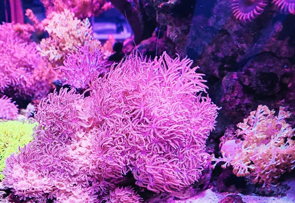 Corais fáceis vários