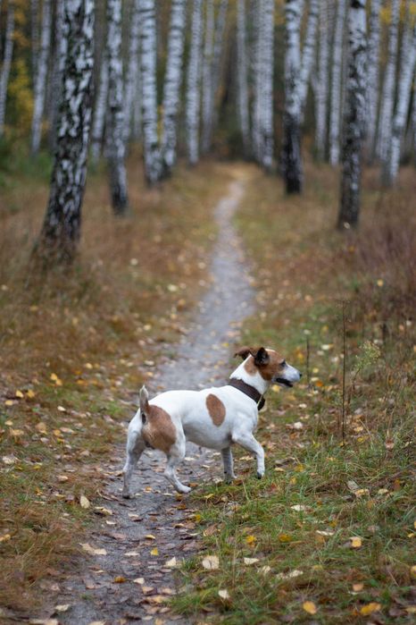 Кобель Джек Рассел Тер'єр Вязка