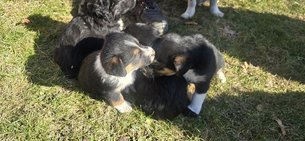 Oddam pieski w dobre ręce.