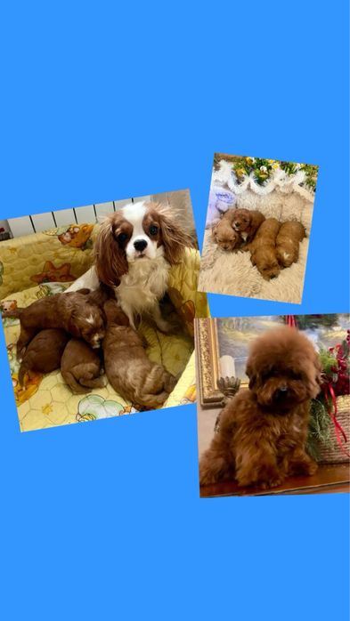 Кавапу ф1 дівчатка