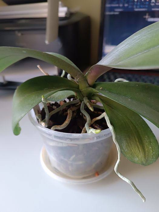 Продам орхідею, фаленопсис