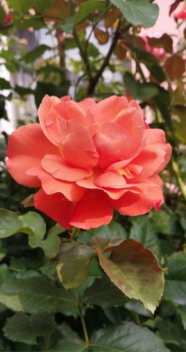 Троянда Вестерленд ( паркова).