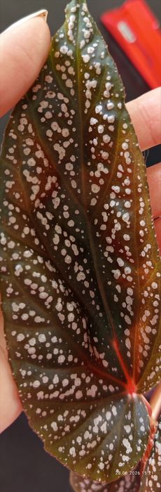 Piękna begonia maculata pink spot duża roślina