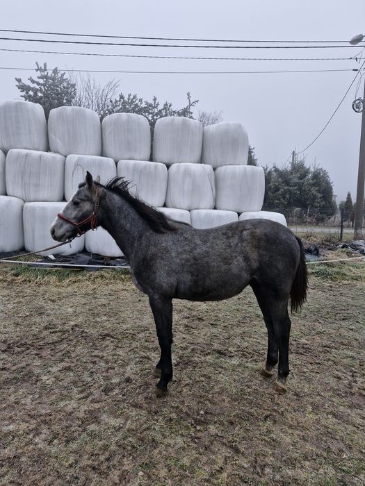 Klacz śląska programowa