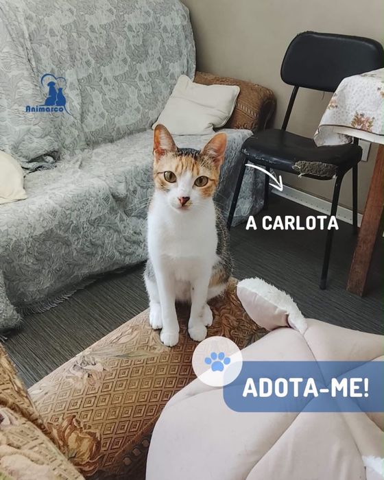 Carlota - Gata para adoção