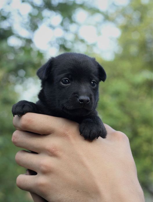 Щеночки в хорошие руки