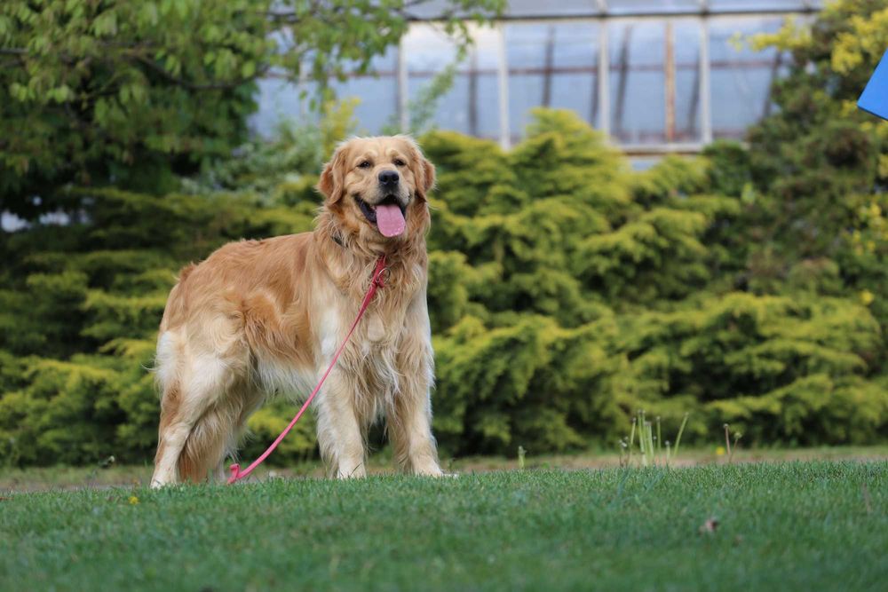 Golden Retriever  - krycie