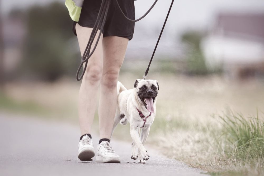 Zack, pseudo mopsik czeka na dom