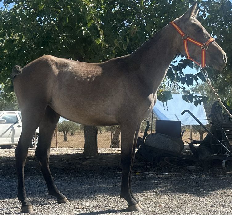 Poldra Luso Arabe 8 meses