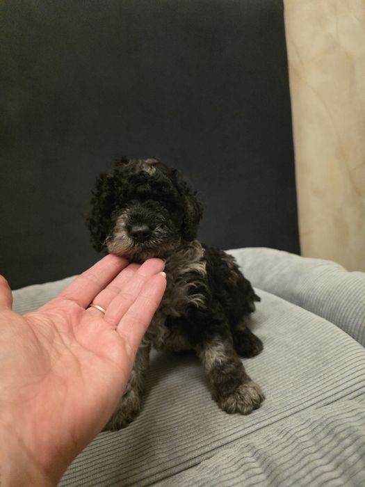 Piękny pudelek  miniaturowy merle SZERYF
