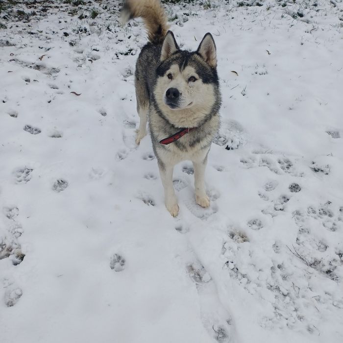 3 letni Pies hasky Pilnie oddam