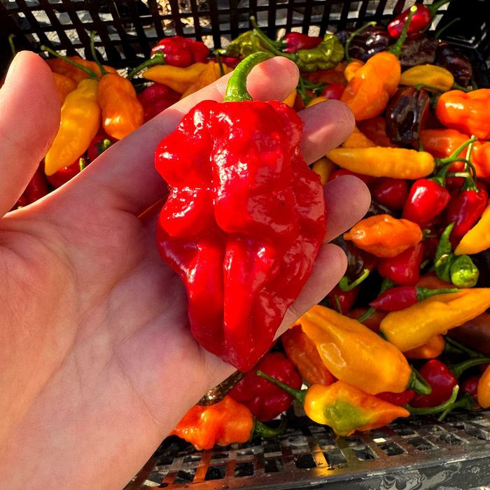 Гострий соус Подарунковий набір Дегустаційний острый  Carolina Reaper