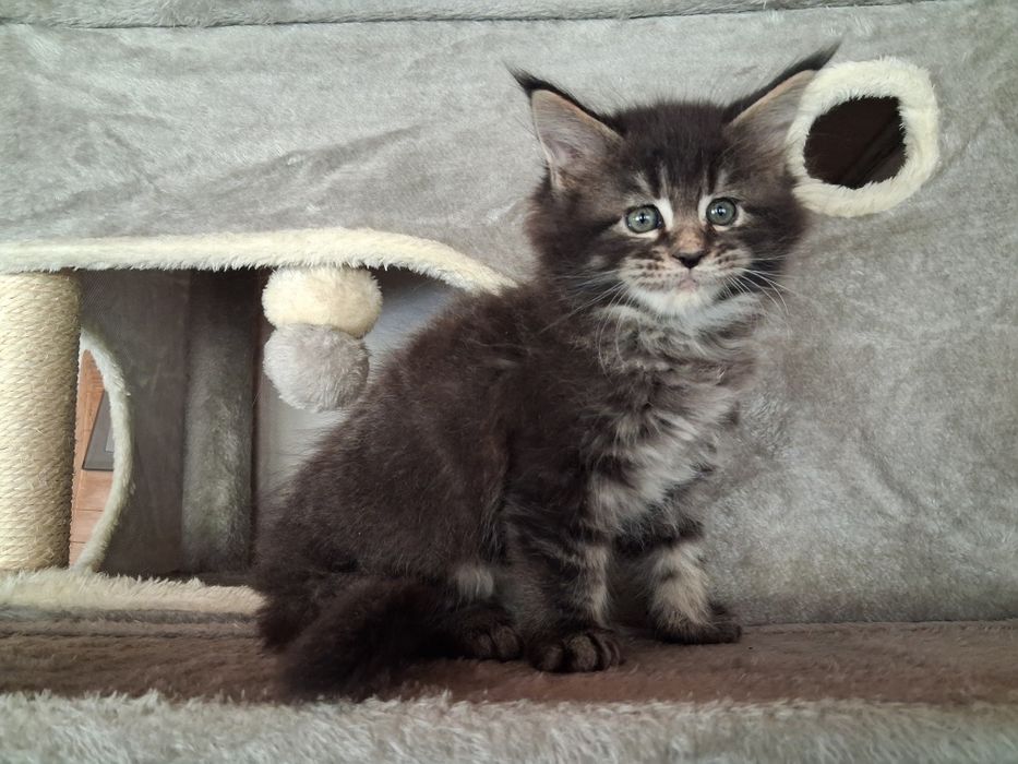 Kocur, Maine coon, kot  z rodowodem, ostatni kotek