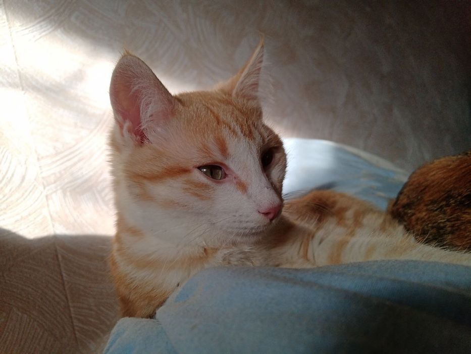 Кошенята шукають родину