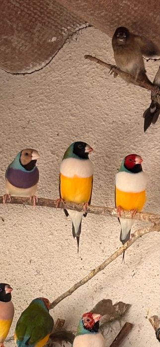 Diamantes de gould
