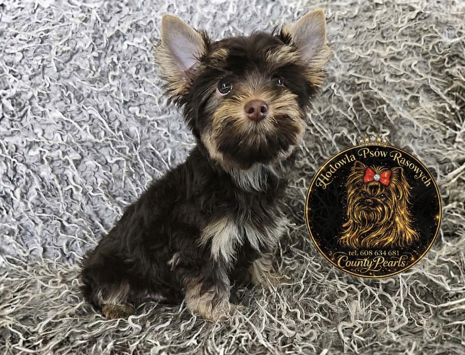 Choco Tan Yorkshire Terrier - czekoladowy piesek