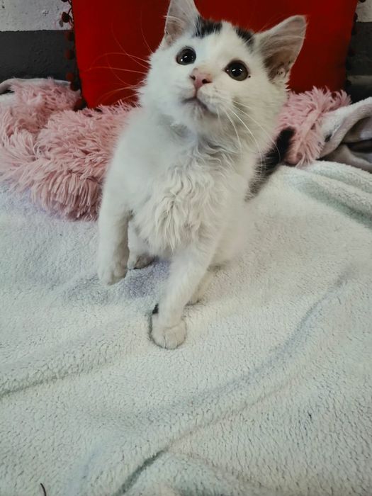 Kot Filemon do adopcji