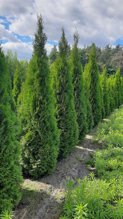 Thuja Smaragd wysoka zielona krzew ozdobny