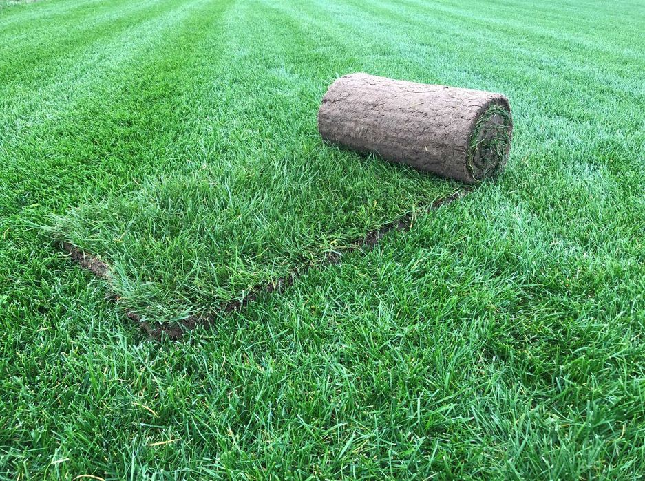 Trawa z rolki 1 gatunek, trawnik z transportem, zamówienia online