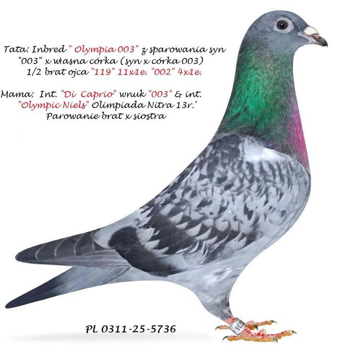 Top int. "Olympiade 003"