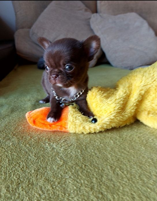Chihuahua Macho  com Lop ( Pedegree)