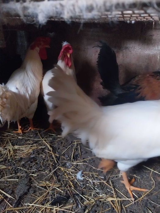 Galos Legorne com menos de 1 ANO