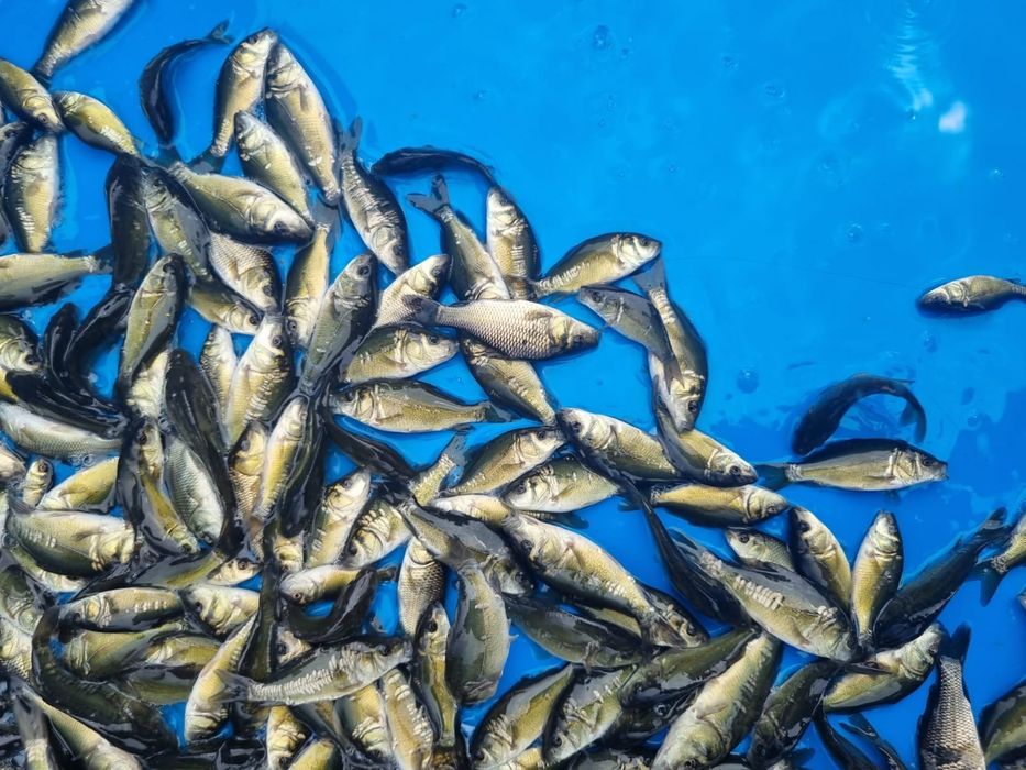 Karp narybek letni