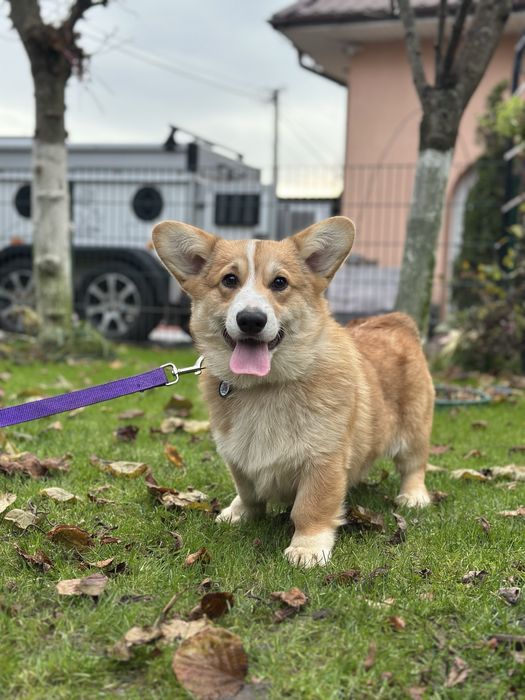 Цуценята Вельш коргі Пемброк