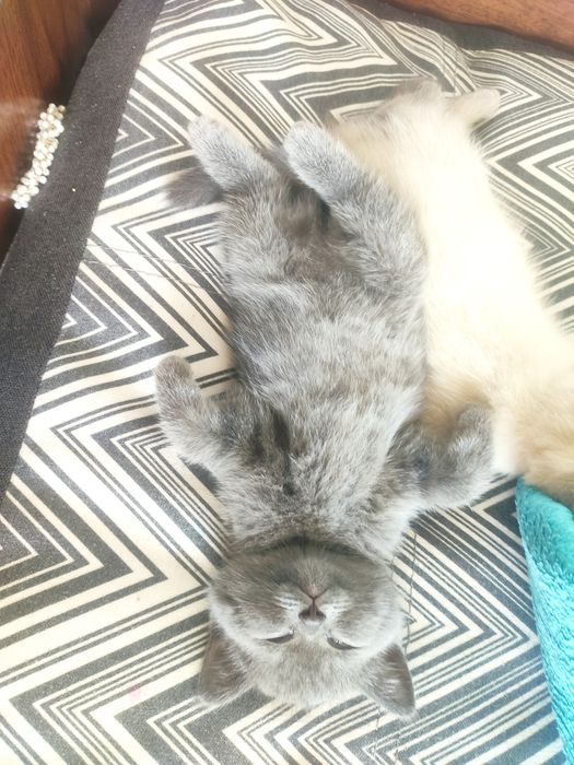 Кошеня британка прямовуха
