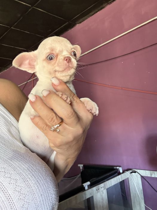 Menino Chihuahua  *lindissimo“ de bolso.