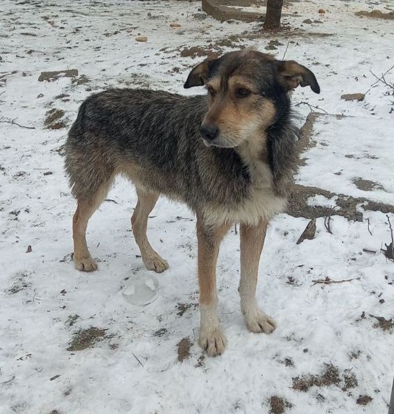 Отдам даром в добрые руки собачку