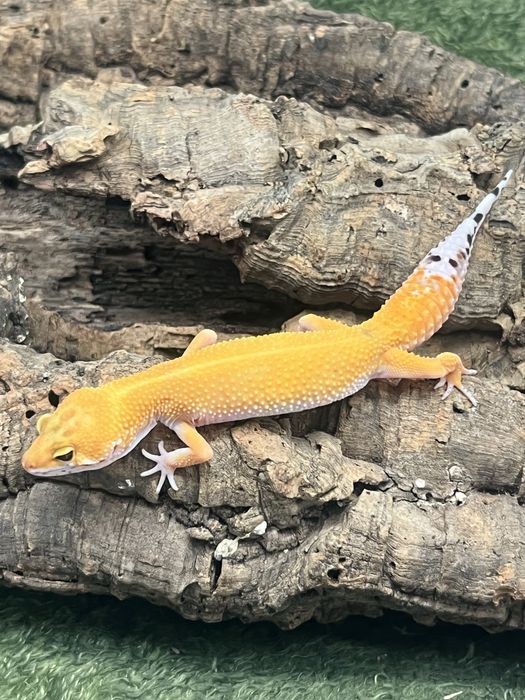 Gekon lamparci z terrarium