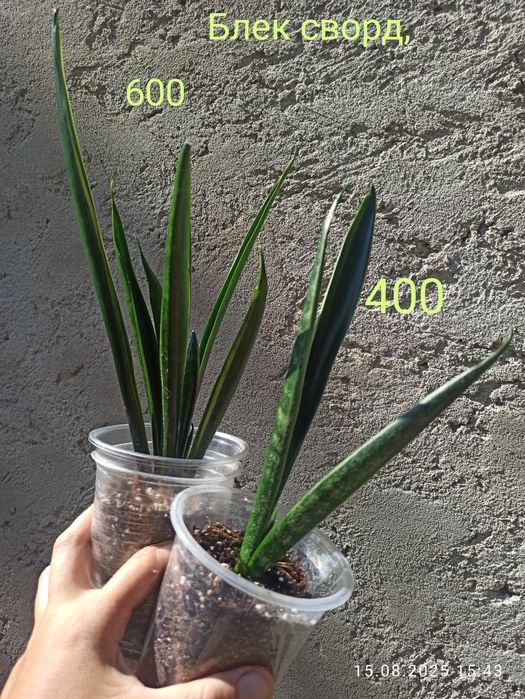 Сансевієрії Індонезія