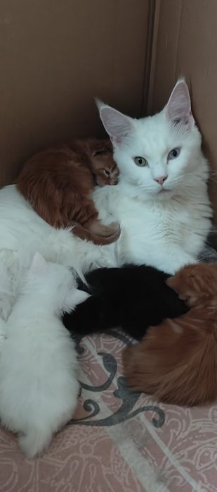 Рыжий красавчик Мейн Кун.