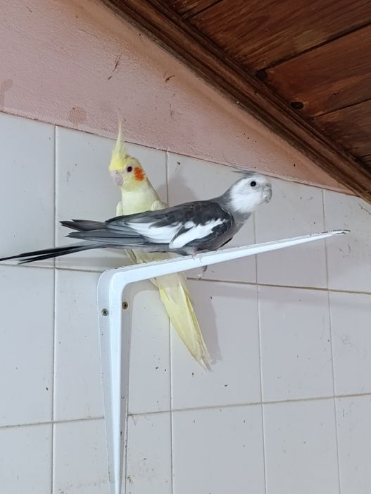 Casal de caturras
