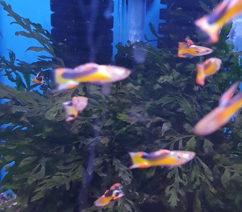 Gupik endlera jet Kraków (Swoszowice)