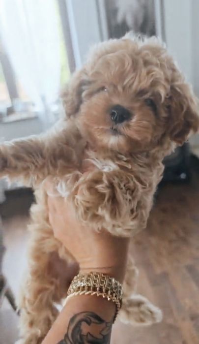 Maltipoo pudel maltanczyk badania