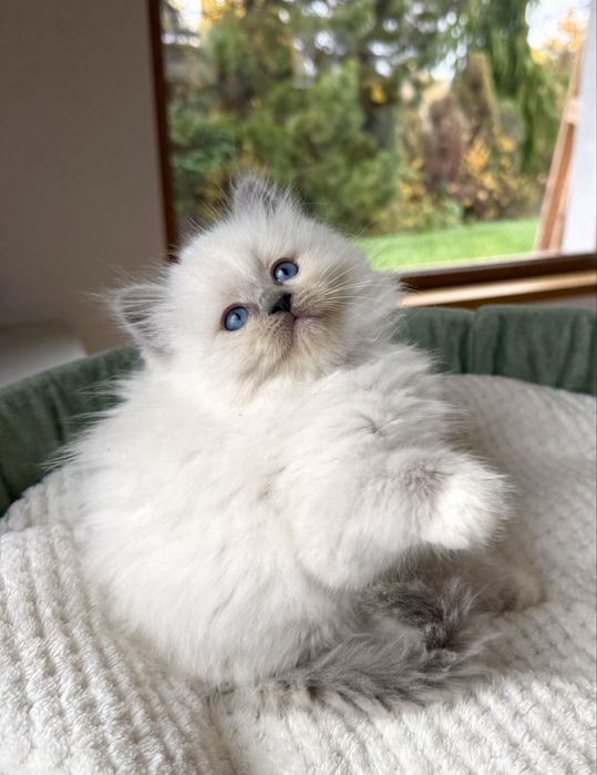 Profesjonalna hodowla kotów ragdoll - idealny wygląd i charakter