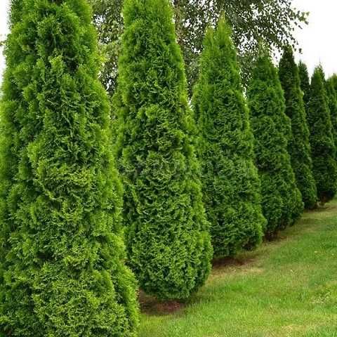 Туя західна «Smaragd» Висота 100 см