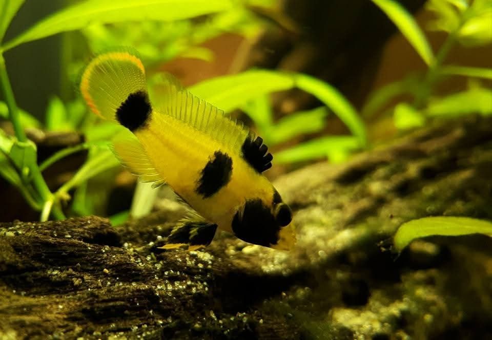 Apistogramma panduro