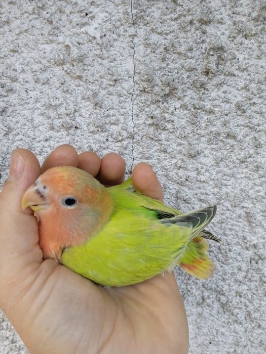 Agapornis Domesticados