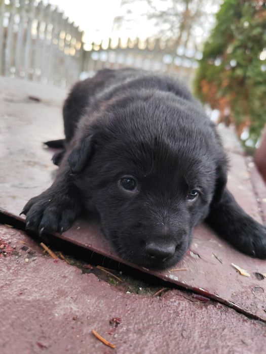 Oddam szczeniaki w dobre ręce