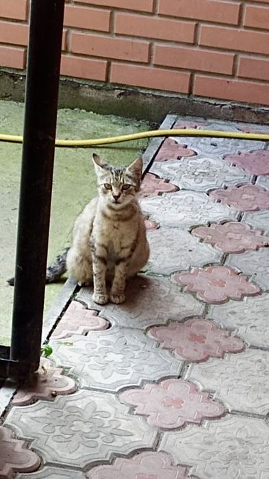 КОШЕНЯТА в теплу родину