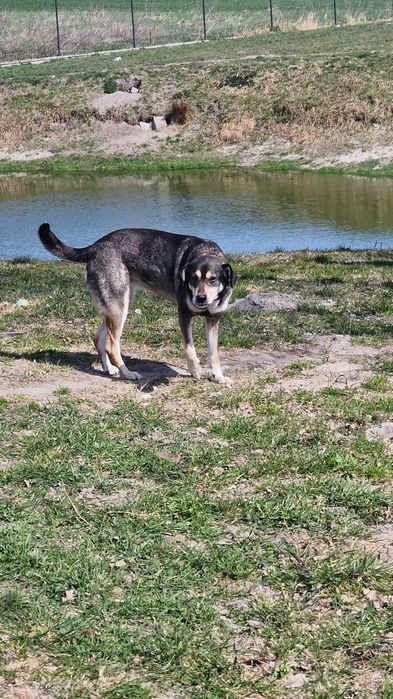 Lili bardzo grzeczna suczka do adopcji.