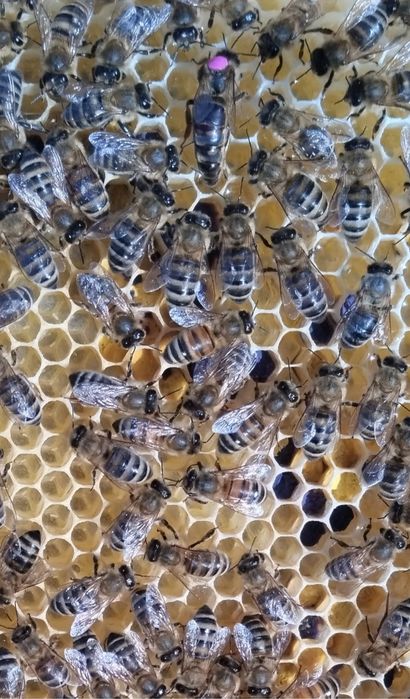 Rodzina pszczela odkład pszczoły