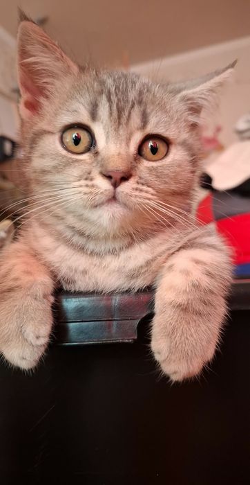 Шотландські кошенята