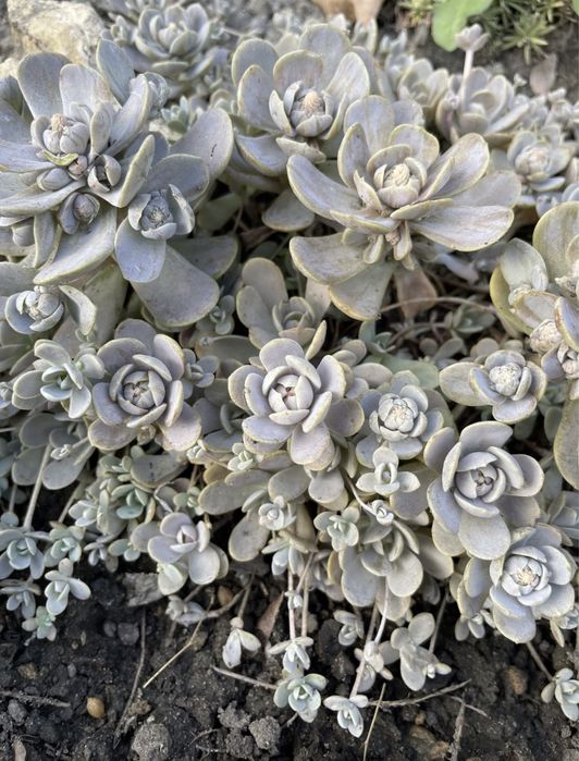 Очиток firecracker,angelina,medindorfa,variegata,lime zinger,ewersi