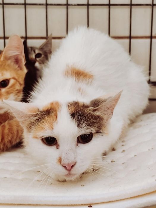 Kotka Fantazja nadal szuka domu