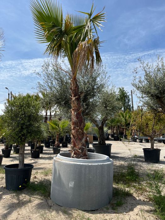 Palma Washingtonia Robusta 3,5m